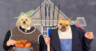 Merrick Whole Earth Farms Dog Food