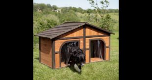 Merry Products Darker Stain Duplex Dog House with FREE Dog Doors, Wood, Extra Large