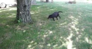 MICHKO – the fastest dog on Balkan – 3 seconds around the house