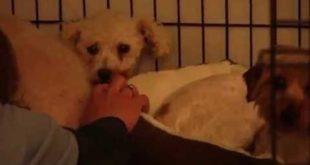 Mill Dog Rescues  Molly, Polly, Dolly and Monster
