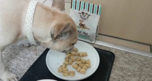 Millie The French Bulldog | Laughing Dog Food