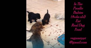 Miniature Poodles 4 Weeks Old 1x Eating Dog Food (Poodles Of VeganSippi) 3rd Litter