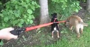 miracle streeetchy dog lead and couplet small dogs