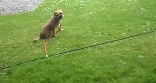 miracle streeetchy small dog tie out impaired sight 2 stakes