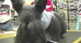 Mister Migs “Dog Clothing Line”