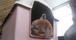 Mocha in her dog house