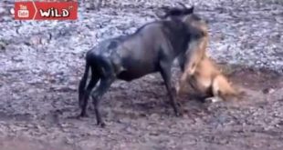 Most Amazing Wild Animal Attacks Wildebeest vs Lion