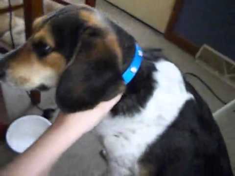 Motion Infiniti   Premium Best LED Dog Collar Review