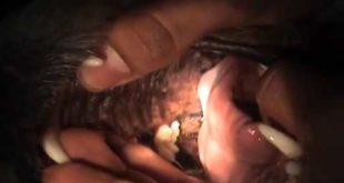 Mouthcam movement of the tongue of my dog with slobber dog’s tongue 犬の言語