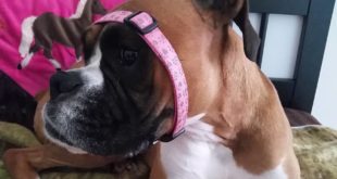 My awkward dog was try to get her collar off