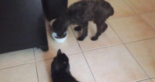 My cat watching my dog eat her food