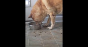 My dog and her food