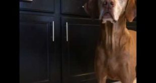 My Dog Asked For Food