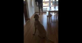 My dog buddy wants food