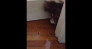My dog can’t get the food