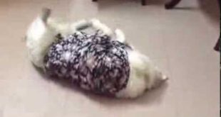 My dog does not want his clothes on