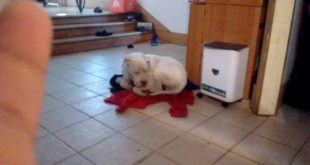 My dog going to sleep on some clothing