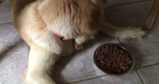 My Dog Golden Retriever only eat inside the house !! Because it’s to hot outside ?