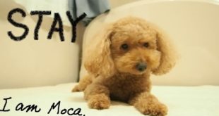 My Dog / Improve concentration / Toy Poodle /足の上にドッグフードを載せても 集中力を高める犬 / トイプードル / Dog Tricks ” Stay “