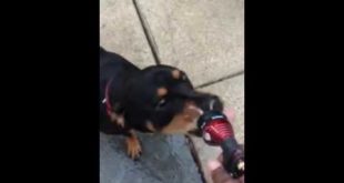 My dog is Trained and free to a good home