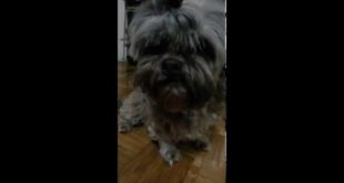 My dog Lili  By:DIY Pixie Bella-Dogs clothing