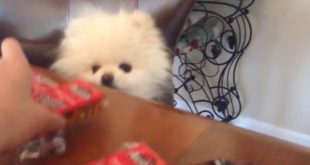 My dog loves food…