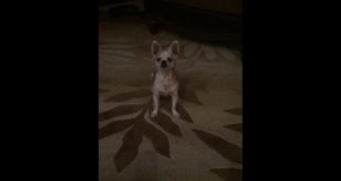My dog makes the funniest sounds when he wants human food!!