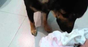 my dog sniffing the clothes of my newborn baby for the first time
