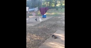 My dog taking clothes off the cord