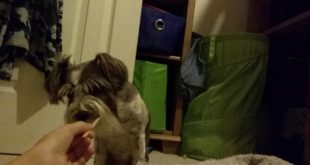 My dog thinks this stick is food  (sr9mm19  dog  video #1)