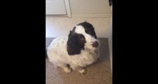My dog Trixie loves to talk for food