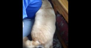 My dog vs