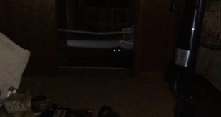 My dog wants food!