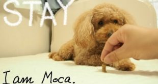 “マテ” ゲームを楽しみながら食べている犬 / My dog which eats while enjoying a ”STAY” game (Toy Poodle / トイプードル)
