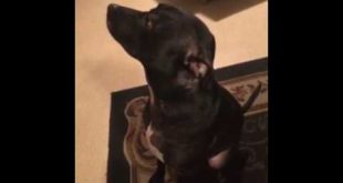 My dog won’t speak to me after pooping in the house