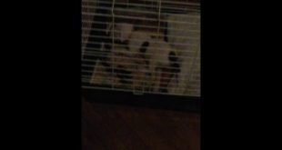 My food,and dog