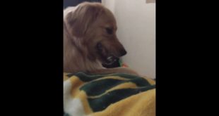 My house is haunted or my dog is a demonic spirit