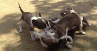 My lovely small dogs-(Bingo Song)