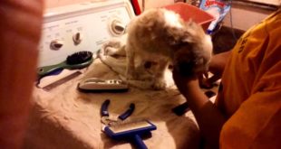 My Shitzu grooming day