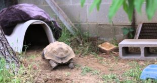 My Tortoise’s Dog House