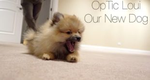 NEW DOG AT THE OpTic HOUSE