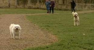 New dog park for Mosgiel