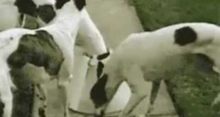 New trick of dog for eating all the food