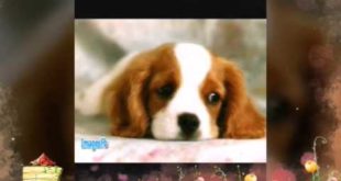 احلى الكلاب الصغيرة? Nicest small dogs