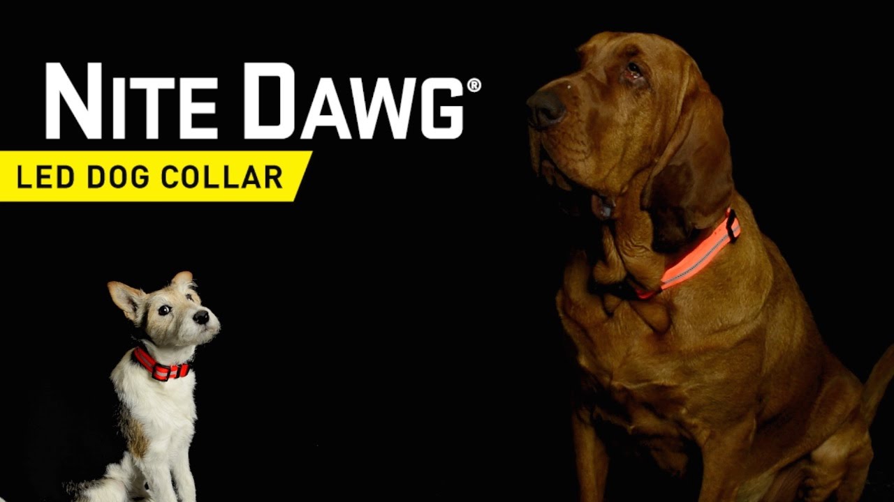 Nite Dawg LED Dog Collar