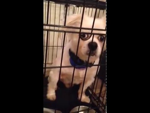 No Bark Dog Collar Review