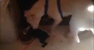 No dog food for you!