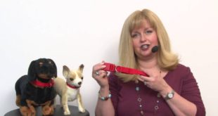 Nylon Dog Collar by Zack & Zoey – Tomato Red