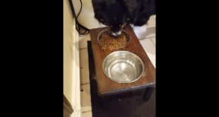 OCD dog makes own food!!!