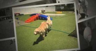 Opie’s Doghouse playground